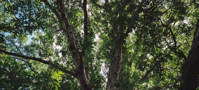 A big tree in a park