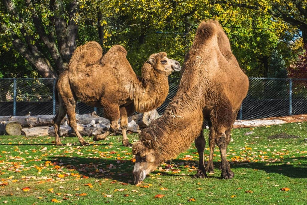 Camels in Detroit ZOO