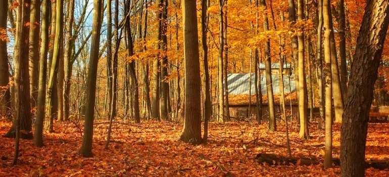 Woods near Grand Rapids, Michigan