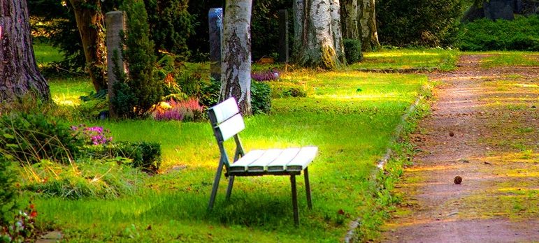 A green park with a bench